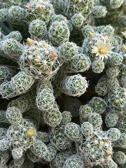 Cactus in a pot with offsets