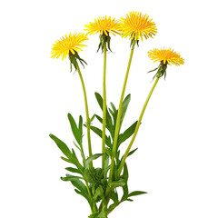 Obraz premium Dandelions with yellow flowers, and spring.