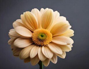gerbera on a black background
