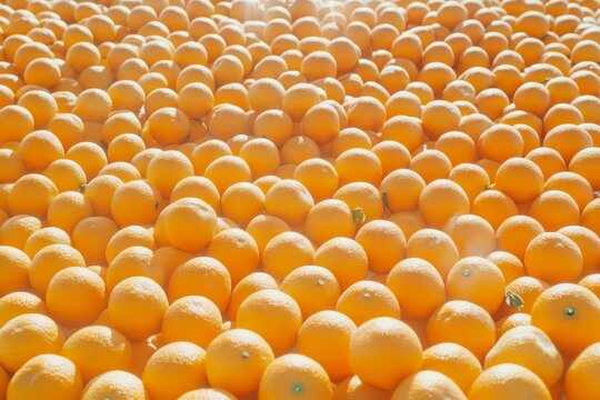 Abundant orange harvest filling landscape. Neural network AI generated
