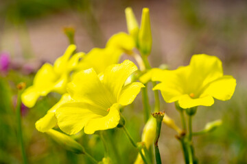 Bermuda buttercup. Oxalis pes-caprae, commonly known as African wood-sorrel, Bermuda buttercup, Bermuda sorrel, buttercup oxalis, Cape sorrel, English weed, goat's-foot, sourgrass, soursob or soursop;