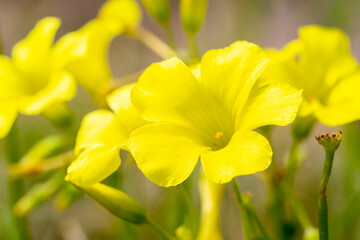 Bermuda buttercup. Oxalis pes-caprae, commonly known as African wood-sorrel, Bermuda buttercup, Bermuda sorrel, buttercup oxalis, Cape sorrel, English weed, goat's-foot, sourgrass, soursob or soursop;