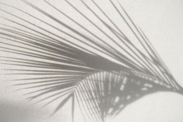 Shadow of palm leaf on white textured background. Mock up of natural overlay lighting shadows leaves. Wall. Template.