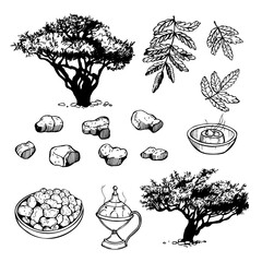 Hand-drawn Boswellia sacra ( Boswellia carteri, the frankincense tree, the olibanum tree ). Vector sketch  illustration.