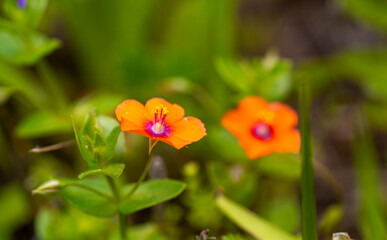 Scarlet pimpernel. Lysimachia arvensis, syn. Anagallis arvensis, commonly known as the scarlet pimpernel, red pimpernel, red chickweed, poor man's barometer, poor man's weather-glass, shepherd's weath