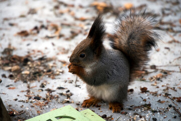 A squirrel in the forest descends to the ground in search of food.