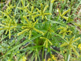 Umbrella sedge plant (Cyperus eragrostis) in outdoor garden 