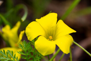 Bermuda buttercup. Oxalis pes-caprae, commonly known as African wood-sorrel, Bermuda buttercup, Bermuda sorrel, buttercup oxalis, Cape sorrel, English weed, goat's-foot, sourgrass, soursob or soursop;