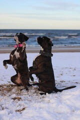 Two beautiful brindle boxer dogs are sitting outside at the sea, posing, great background