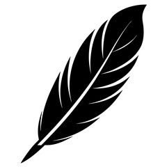 Fototapeta premium feather on white background