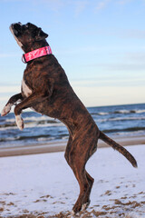 Beautiful brindle boxer dog is jumping outside at the sea