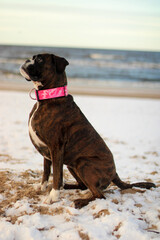Beautiful brindle boxer dog is sitting outside at the sea, posing, great background