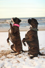 Two beautiful brindle boxer dogs are sitting outside at the sea, posing, great background