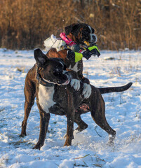 Two very funny brindle boxer dogs are playing outside with a ball