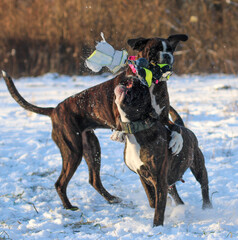 Two very funny brindle boxer dogs are playing outside with a ball