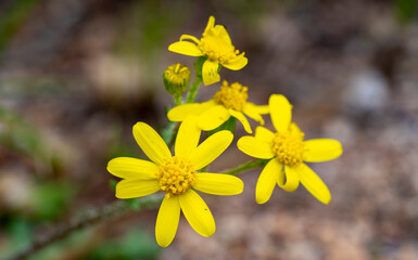 California goldfields. asthenia californica is a species of flowering plant in the family Asteraceae known by the common name California goldfields. It is native to western North America
