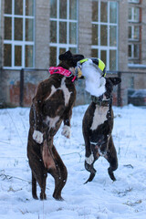 Two very funny brindle boxer dogs are playing outside with a ball