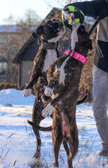 Two very funny brindle boxer dogs are playing outside with a ball