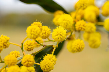 Acacia saligna. Acacia saligna, commonly known by various names including coojong, golden wreath wattle, orange wattle, blue-leafed wattle, Western Australian golden wattle, and, in Africa, Port Jacks