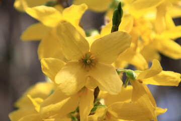 黄金色の花が爆発するように咲く