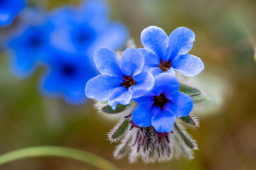 Dyer's alkanet. Alkanna tinctoria, the dyer's alkanet or simply alkanet, is a herbaceous flowering plant in the borage family Boraginaceae. Its roots are used to produce a red dye. The plant is also k