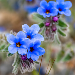 Dyer's alkanet. Alkanna tinctoria, the dyer's alkanet or simply alkanet, is a herbaceous flowering plant in the borage family Boraginaceae. Its roots are used to produce a red dye. The plant is also k