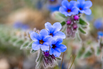 Dyer's alkanet. Alkanna tinctoria, the dyer's alkanet or simply alkanet, is a herbaceous flowering plant in the borage family Boraginaceae. Its roots are used to produce a red dye. The plant is also k