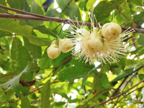 White java apple flowers and fruit on a branch, surrounded by green leaves