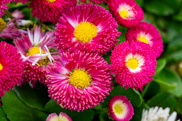 Obraz premium Bellis perennis, the daisy, is a European species of the family Asteraceae, often considered the archetypal species of the name daisy. To distinguish this species from other plants known as daisies, i