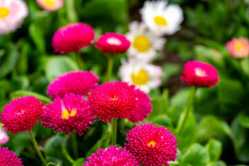 Bellis perennis, the daisy, is a European species of the family Asteraceae, often considered the archetypal species of the name daisy. To distinguish this species from other plants known as daisies, i