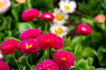 Bellis perennis, the daisy, is a European species of the family Asteraceae, often considered the archetypal species of the name daisy. To distinguish this species from other plants known as daisies, i