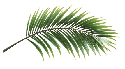 Obraz premium Green palm leaf, white isolated background.
