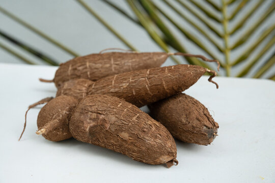 Organic raw Cassava or manioc tuber on white table. Yucca cassava root. Popular Indonesian and local food. Close up.