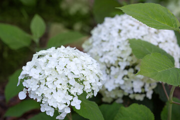 White Annabelle hydrangea flowers in a German garden.