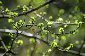 Premières feuilles vertes
