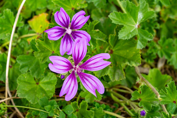 Cheeses. Malva sylvestris is a species of the mallow genus Malva, of which it the type species. Known as common mallow to English-speaking Europeans, it acquired the common names of cheeses, high mal