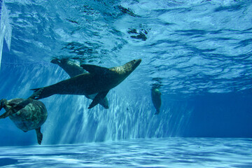 水中を気持ち良さそうに泳ぐアザラシ