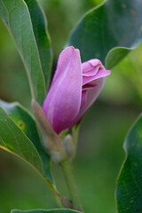Pink bud of blooming magnolia with green leaves