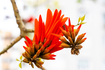 Erythrina lysistemon is a species of deciduous tree in the pea family, Fabaceae. It is native to South Africa. Common names include common coral-tree, lucky bean tree, umsintsi, muvhale, mophete, kora