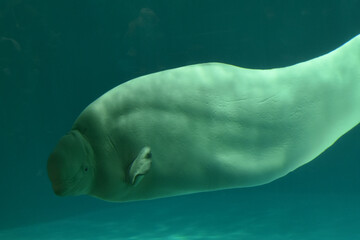 海のカナリア　ベルーガ