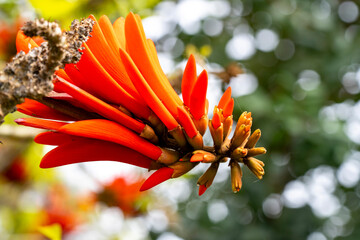 Erythrina lysistemon is a species of deciduous tree in the pea family, Fabaceae. It is native to South Africa. Common names include common coral-tree, lucky bean tree, umsintsi, muvhale, mophete, kora