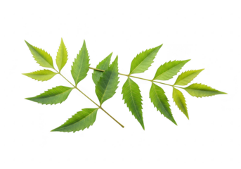A sprig of neem leaves with multiple pointed serrated green leaflets isolated on transparent background