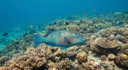 Fototapeta premium Tropical fish amidst vibrant coral reef. Underwater scene of a parrotfish swimming near a coral reef