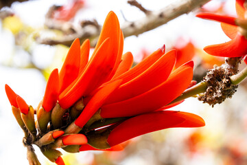 Erythrina lysistemon is a species of deciduous tree in the pea family, Fabaceae. It is native to...