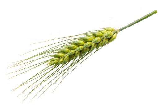 A single green ear of wheat with detailed grains isolated on transparent background