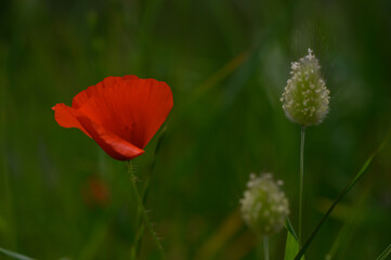 Vibrant red poppy bloom contrasting with delicate white wildflowers in a lush green meadow at sunrise