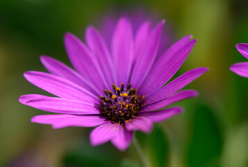 Delicate purple flower blooms under the warm sunlight in a lush garden, inviting bees and butterflies to visit
