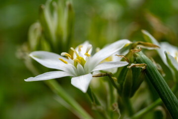 Garden star of bethlehem. Ornithogalum umbellatum, the garden star-of-Bethlehem, grass lily,...