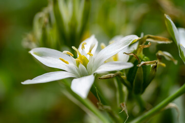 Garden star of bethlehem. Ornithogalum umbellatum, the garden star-of-Bethlehem, grass lily,...