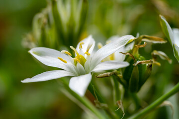 Garden star of bethlehem. Ornithogalum umbellatum, the garden star-of-Bethlehem, grass lily,...